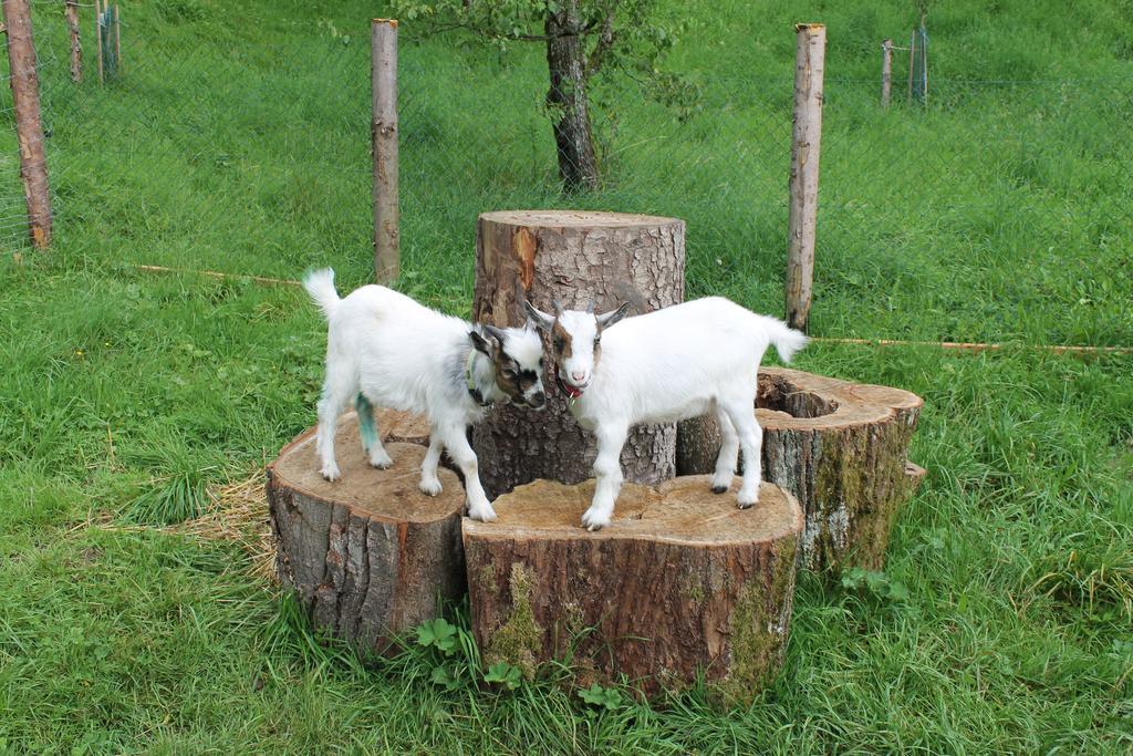 Bauernhof Familie Knoblechner Farm stay